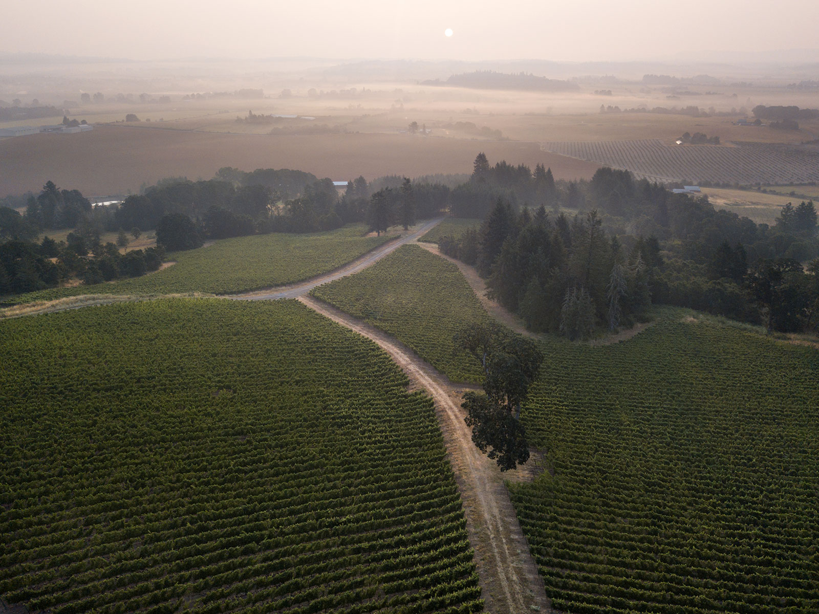 Vineyards - The Yamhill-Carlton AVA