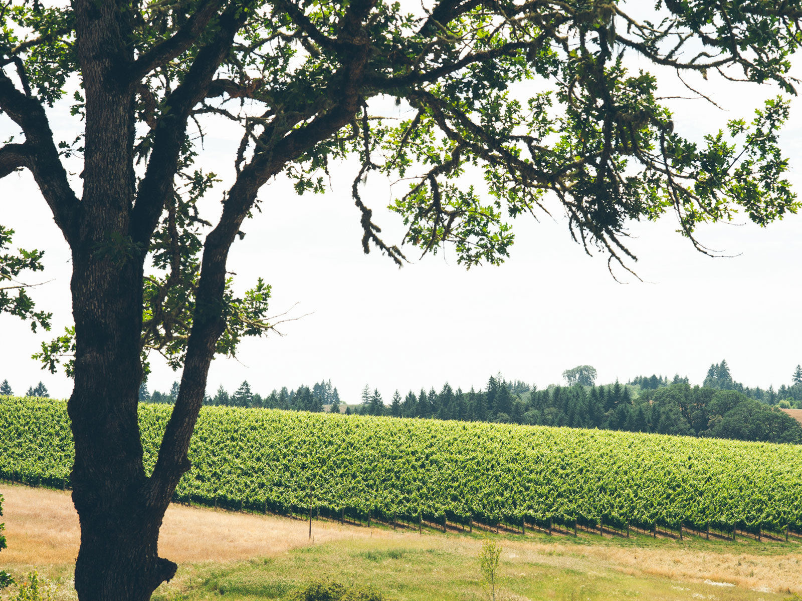 Domaine-Danielle-Laurent Domaine Danielle Laurent Yamhill-Carlton AVA