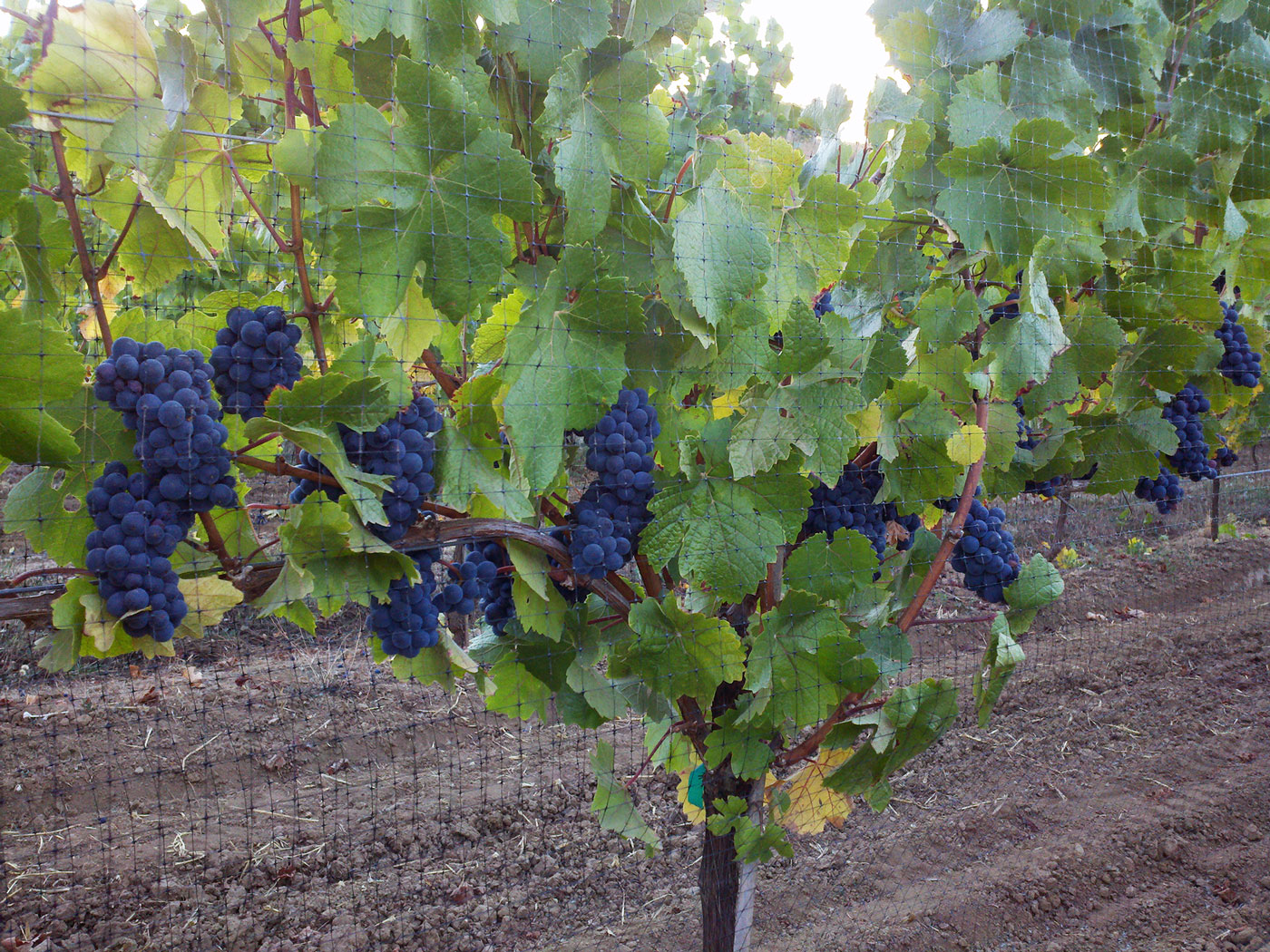 Fruithill Fruithill Vineyard