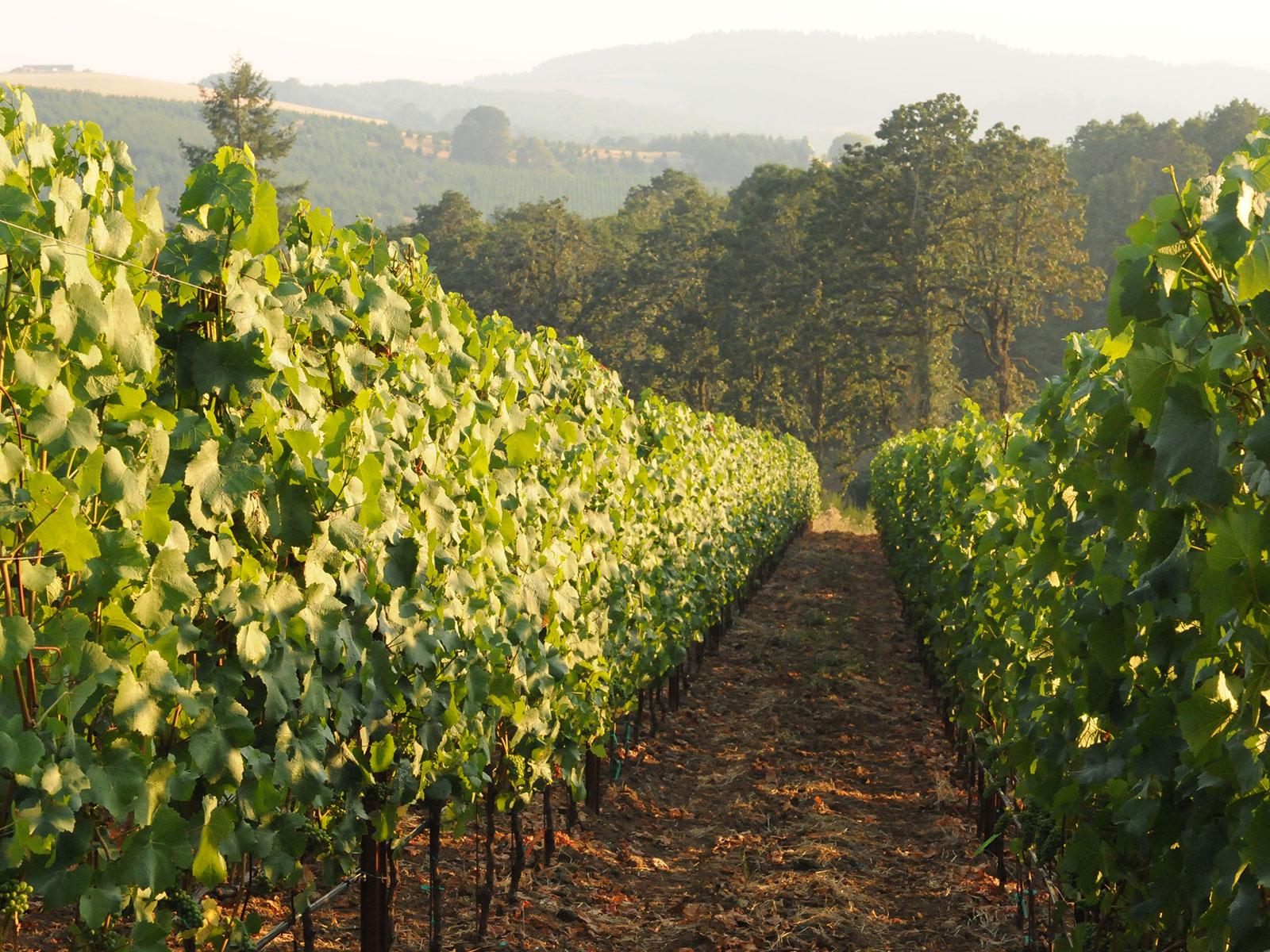 Vineyards - The Yamhill-Carlton AVA