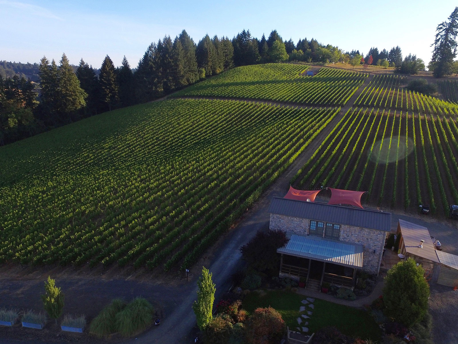 Lenne-Estate-Vineyard Lenne Estate Vineyard Yamhill-Carlton AVA