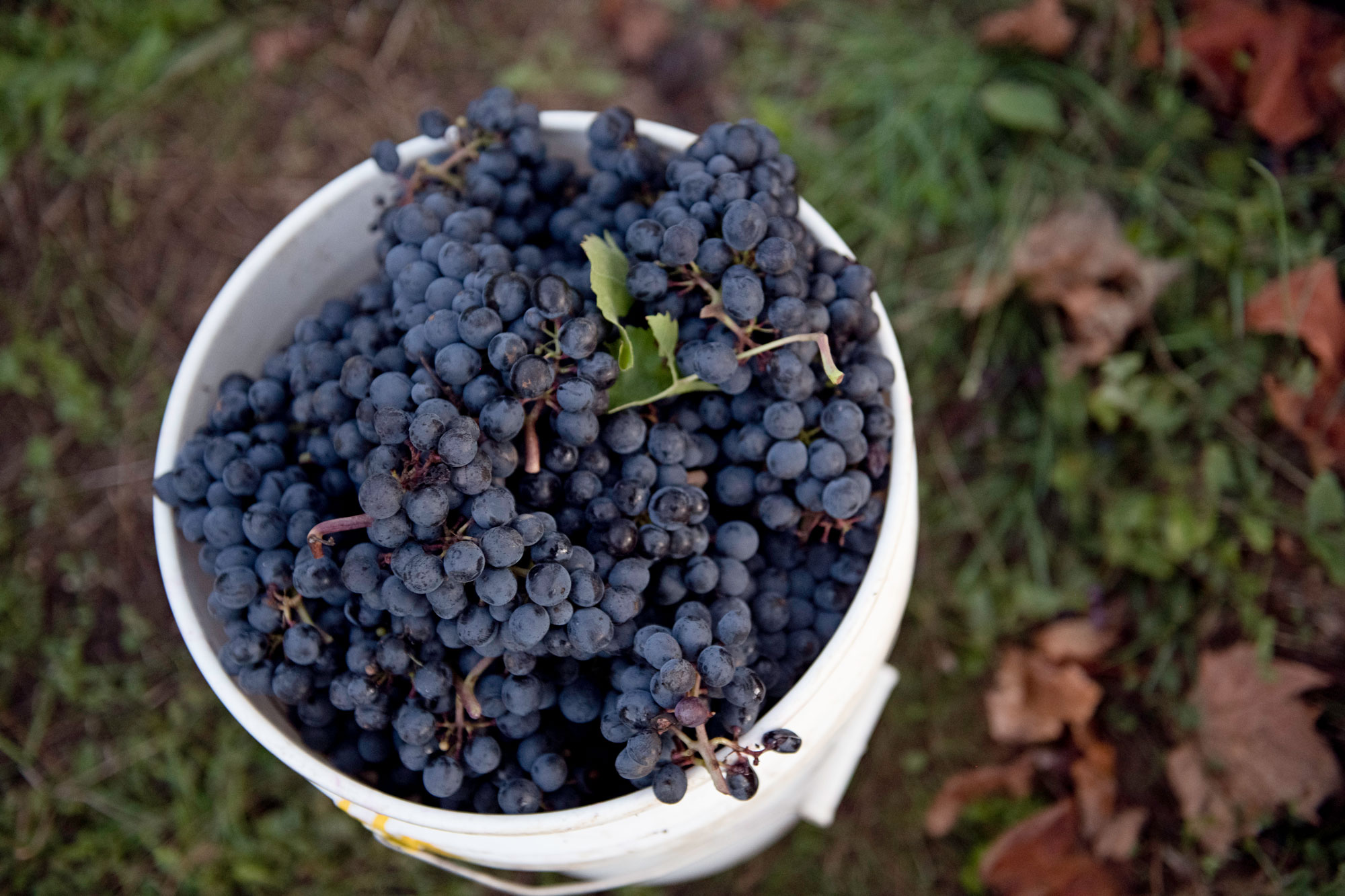 Grapes-Bucket Yamhill-Carlton AVA Oregon Vineyards