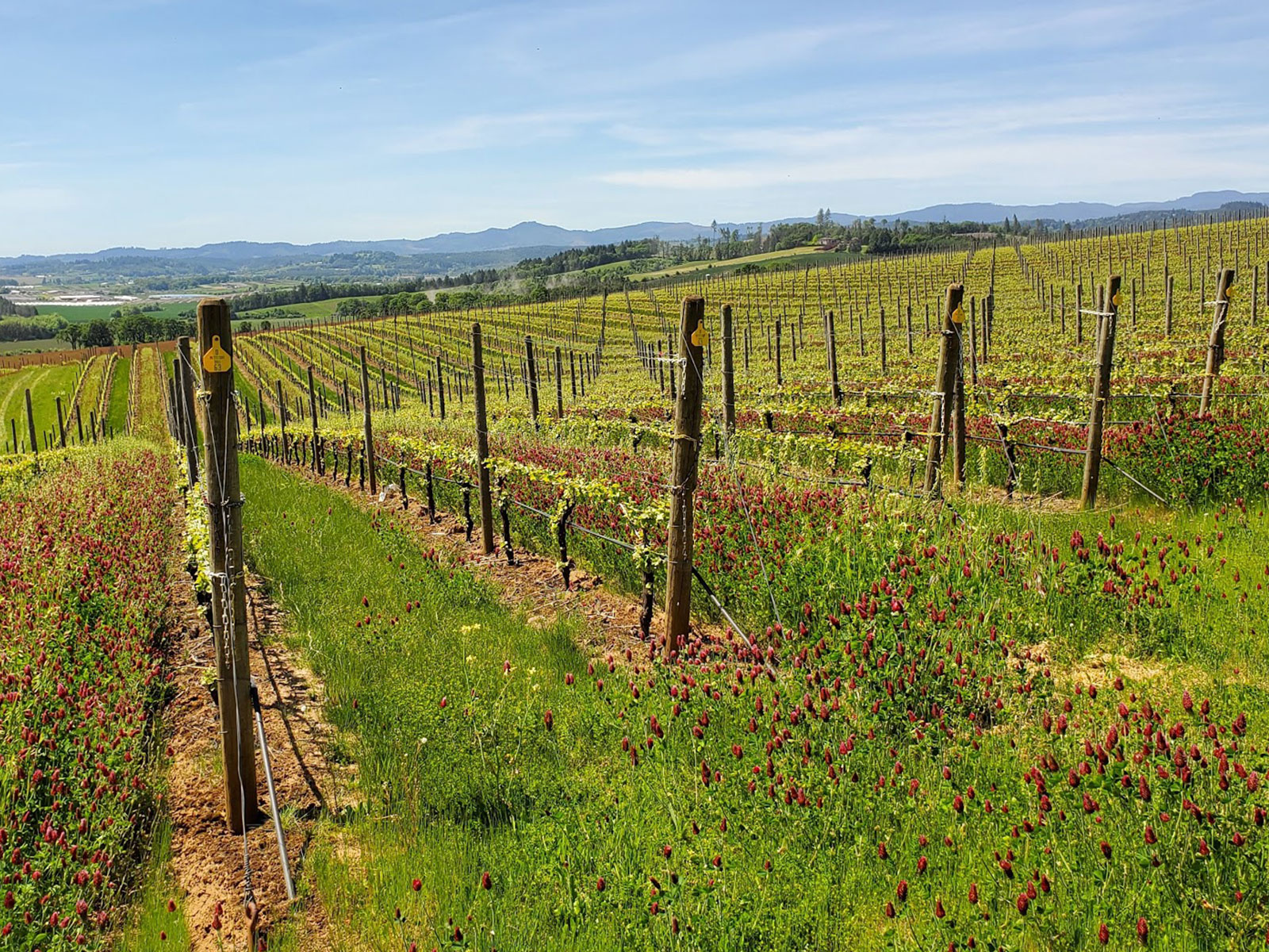 Vineyards - The Yamhill-Carlton AVA