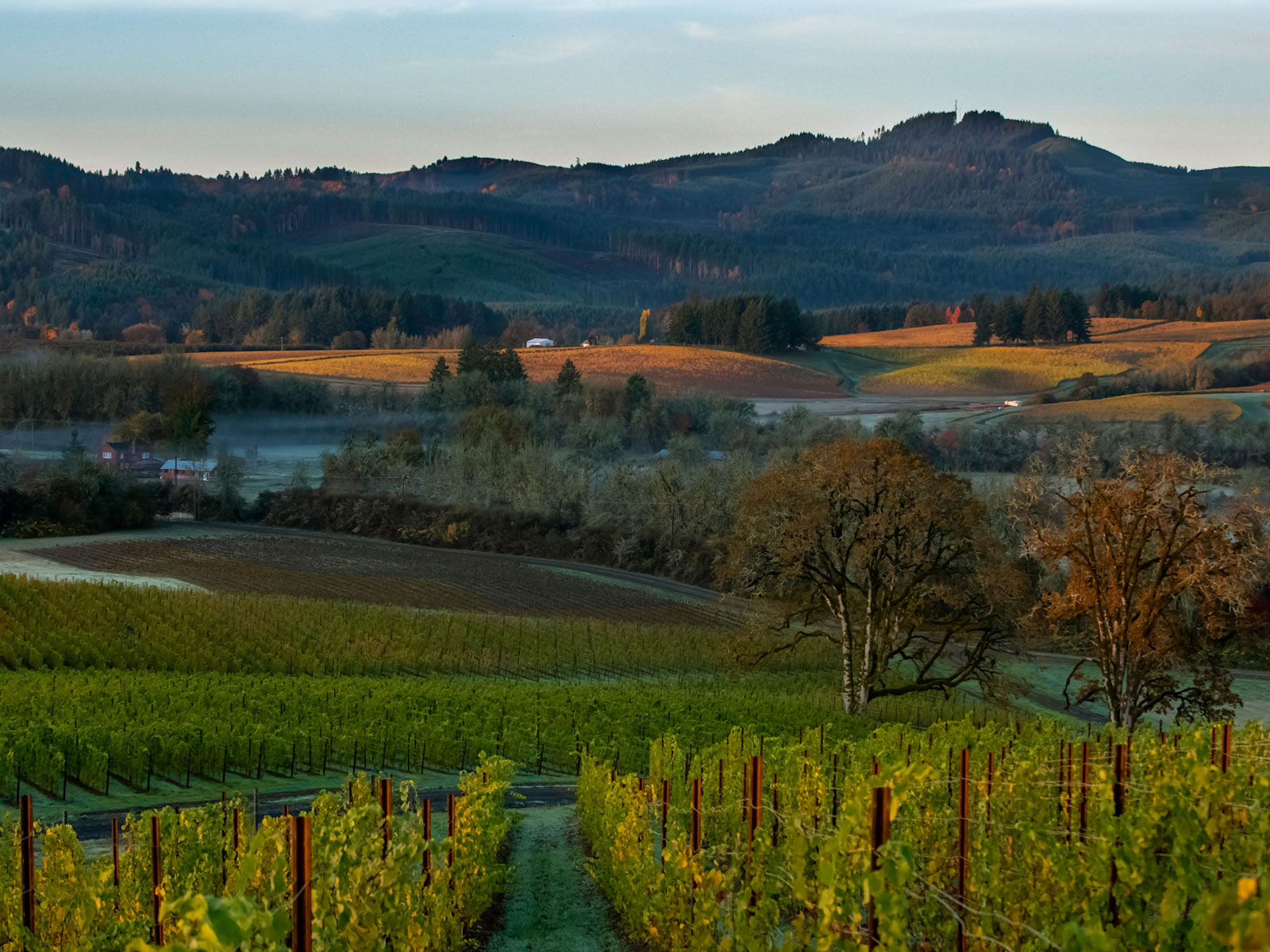 Vineyards - The Yamhill-Carlton AVA