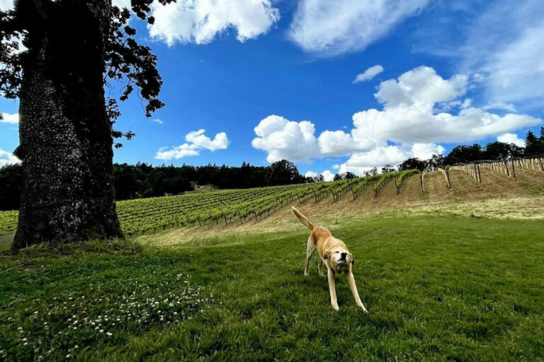 DogFriendly Wineries; Where to Take Your FourLegged Friends in The