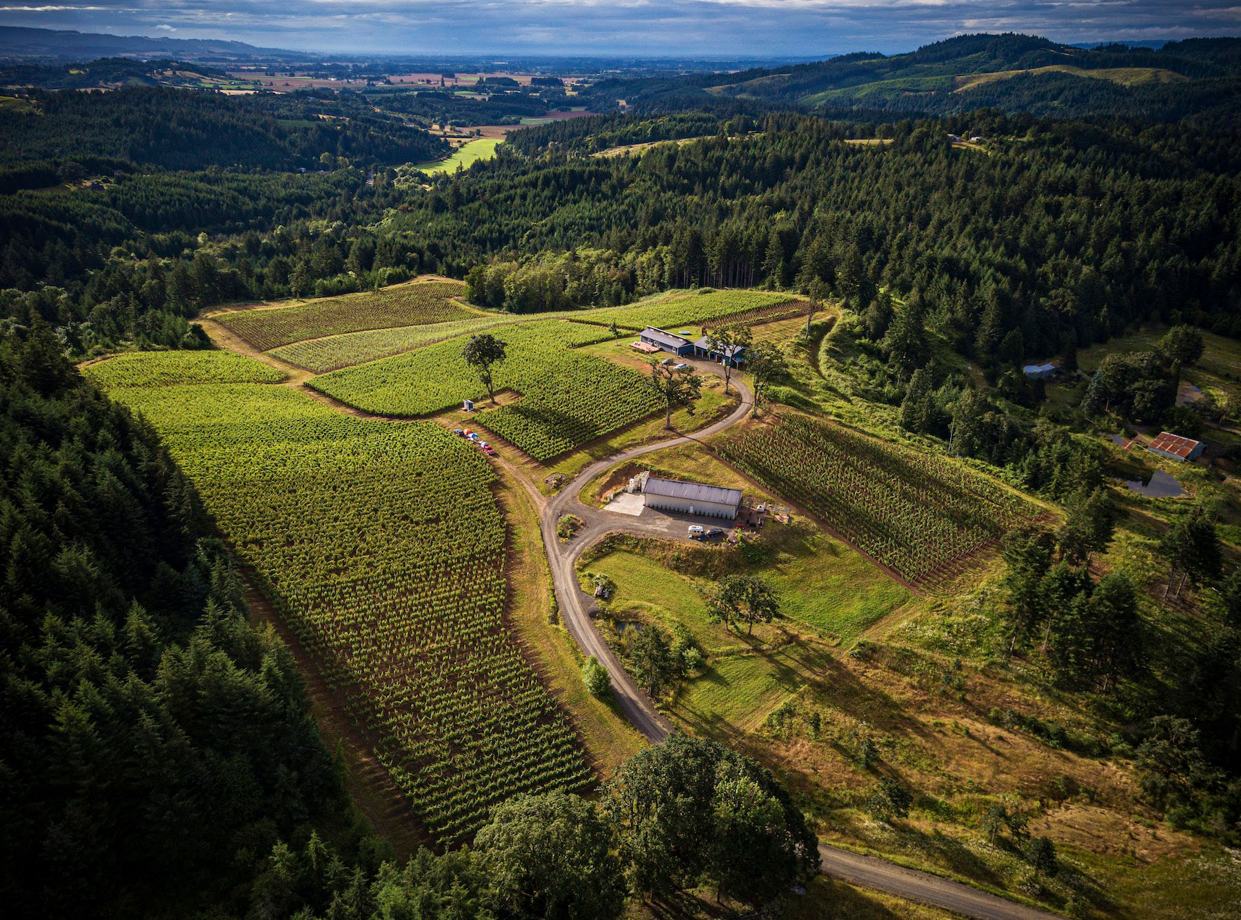 chris-james-cellars-old-wagon-road-DJI_0090WEB Old Wagon Road Vineyard, the estate planting for Chris James Cellars in Carlton, Ore. (CWK Photography / Courtesy of Chris James Cellars)