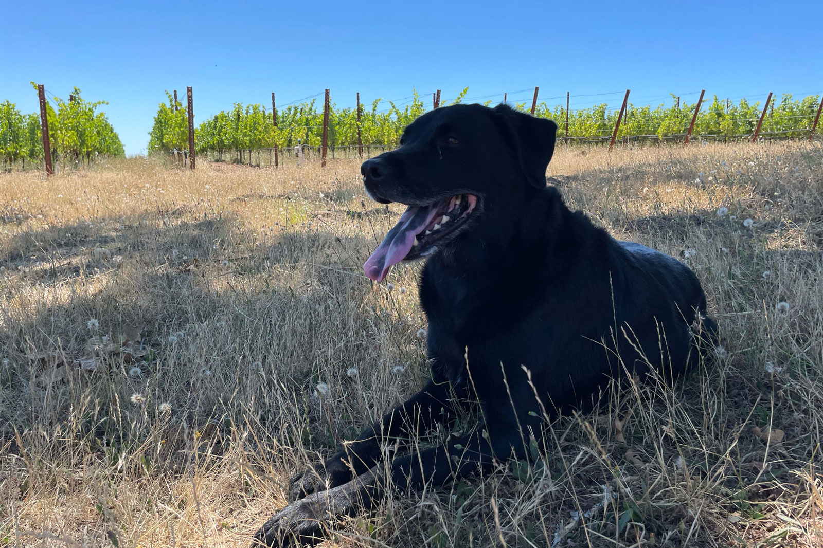 Black dog outside in the vineyard