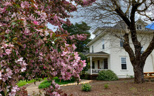 Whit house with Cherry Blossom tree in bloom