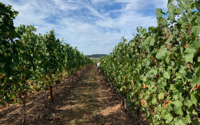 vineyard