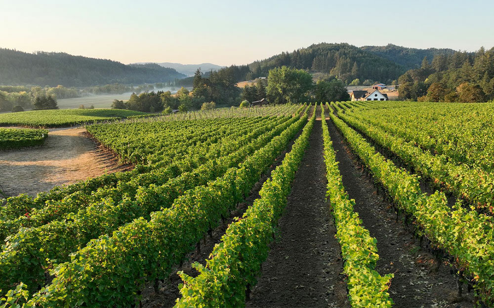 View down the vineyard rows at Beacon Hill Winery