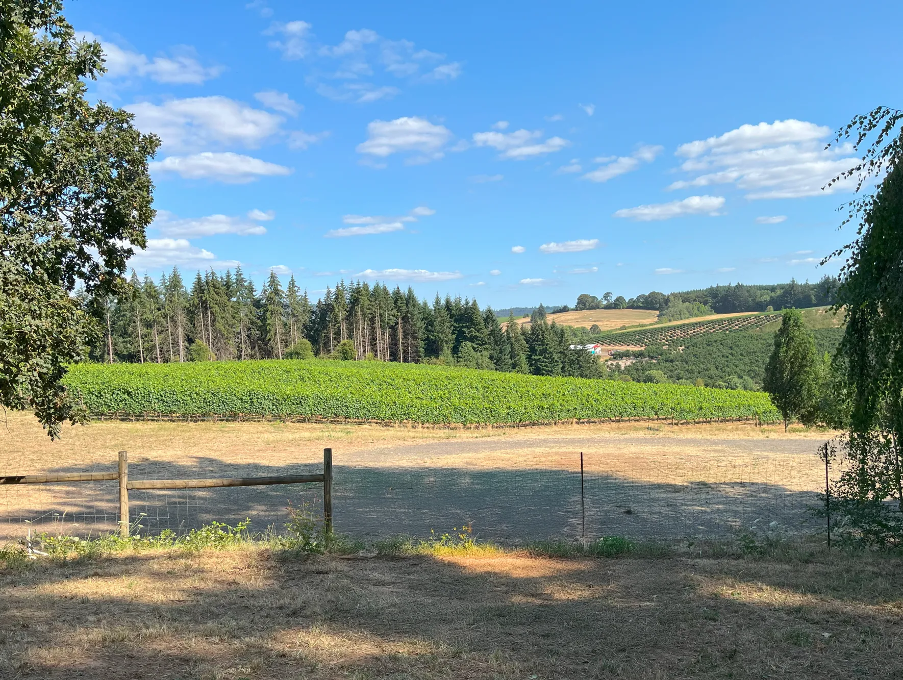 Wayward Oak Vineyard Picture