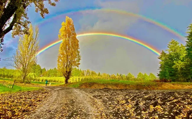 Rainbow over Kristof Farms in Yamhill-Carlton AVA, Oregon