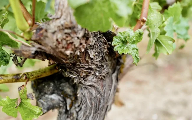 Holocene vineyards in Yamhill-Carlton AVA