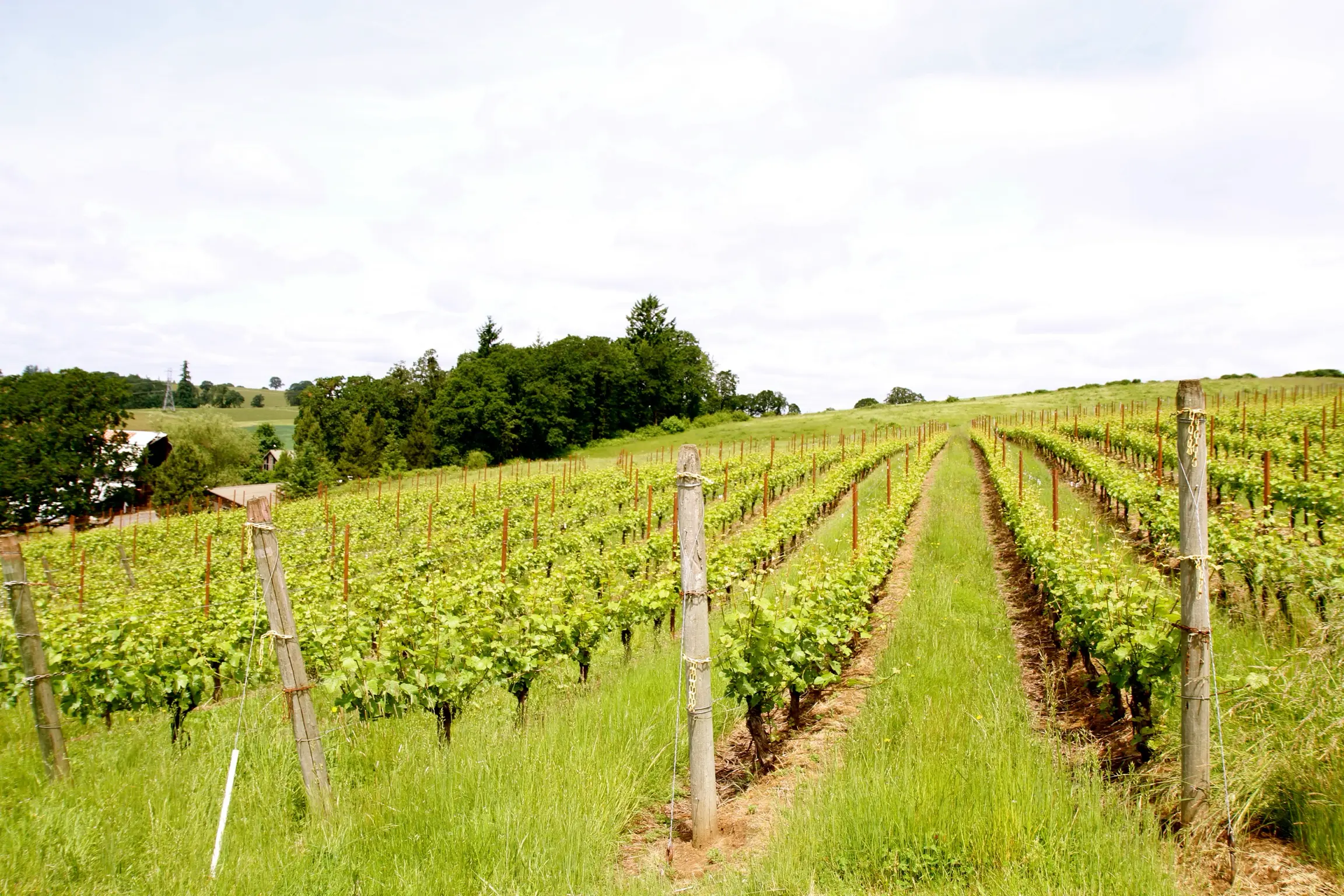 IMG_9661 Holocene vineyards in Yamhill-Carlton AVA