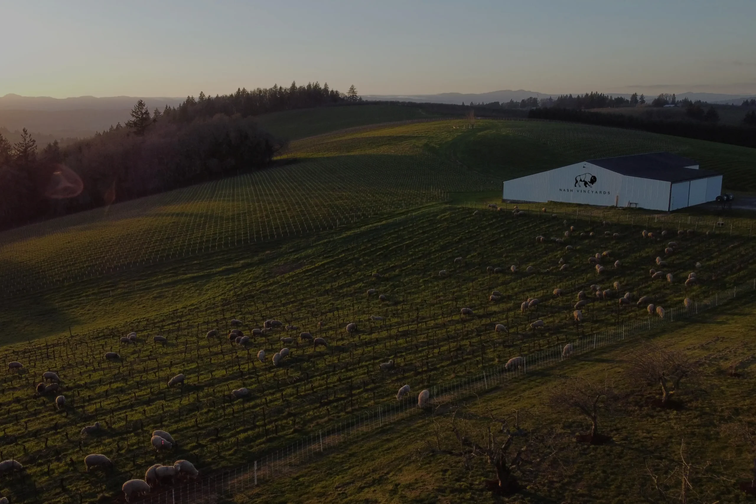 unnamed Nash Vineyards in Carlton, Oregon